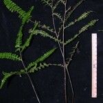 Lindsaea quadrangularis Otro