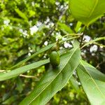 Nectandra angustifoliaফল