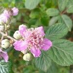 Rubus ulmifolius 花