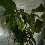 Coffea arabica Blatt