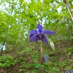 Aquilegia vulgaris Flower