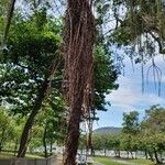Ficus macrophylla Egyéb