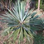 Agave sisalana Leaf