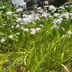 Allium neapolitanum Blodyn