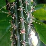 Praecereus saxicola برگ