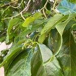 Combretum kraussii Leaf