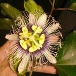 Passiflora edulis Flors