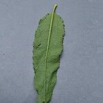 Rumex conglomeratus Blatt