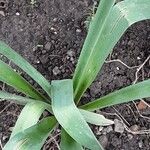 Allium nigrum ഇല