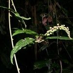 Trichostigma polyandrum Drugo