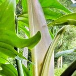 Philodendron bipennifolium ഇല