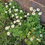 Tanacetum parthenium Habitus