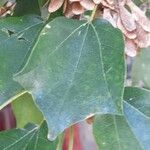 Acer buergerianum Blad