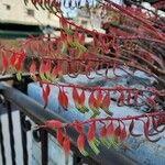 Gasteria disticha Flower