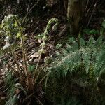 Polystichum braunii Лист