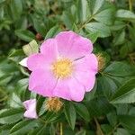 Rosa virginiana Flower