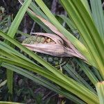 Pandanus belepensis Habitus