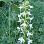 Platanthera bifolia 花