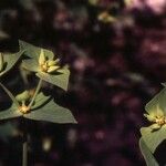 Euphorbia taurinensis Fleur