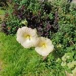 Alcea roseaFlower