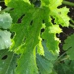 Cucurbita pepo Leaf