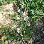 Asphodelus fistulosus 花