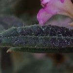 Rhododendron pubescens Hoja