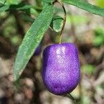 Billardiera longiflora Frutto