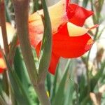 Gladiolus dalenii बार्क (छाल)