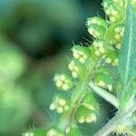 Ambrosia artemisiifolia Цвят