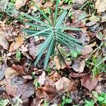 Euphorbia lathyris Blad