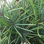 Sciadopitys verticillata Likasa