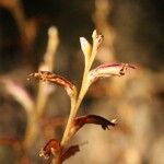 Epifagus virginiana Habitatea