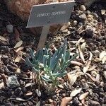 Senecio serpens Blad