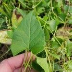 Fallopia convolvulus Leht