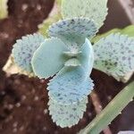 Kalanchoe marmorataLapas