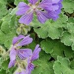 Geranium renardii Flower