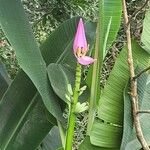 Musa ornata Blüte