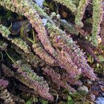 Agastache rugosa Flower