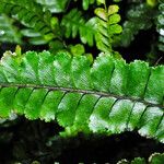 Adiantum hispidulum Blatt