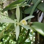Vanilla planifolia Cvet