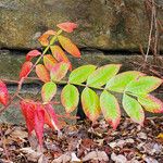 Rhus copallinum पत्ता