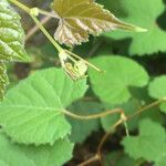 Vitis vulpina 葉