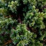 Juniperus squamata Fuelha