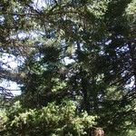 Abies cephalonica Folha