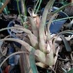 Aechmea recurvata Folha