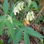 Lathyrus ochraceus Floare