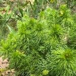 Adonis vernalis Blatt