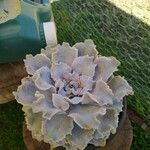 Echeveria shaviana برگ