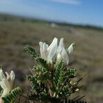 Astragalus tragacantha Květ
